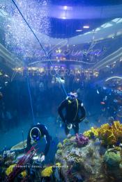 Image du Maroc Professionnelle de  Des hommes grenouilles s’activent au nettoyage du récif de corail de l’Aquadream, un aquarium massif de 1.000.000 L, conçu et construit par International Concept Management (ICM). Les visiteurs ont la possibilité de faire de la plongée sous-marine à l'intérieur de l'aquarium pour cela ils seront  accompagné par un instructeur professionnel, pour d’autre la possibilité de faire un tour à travers le centre pour découvrir environ 40 espèces différentes de poissons.  Située sur le Boulevard de la Corniche Boulevard de L'Océan Ain Diab, à Casablanca, Vendredi 16 Décembre 2011. (Photo / Abdeljalil Bounhar)